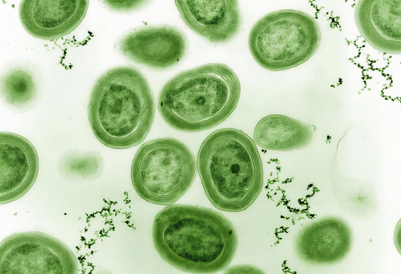 Chlorophyll and zinc for odor neutralization